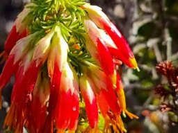 Erica coccinea subsp. coccinea flowering red